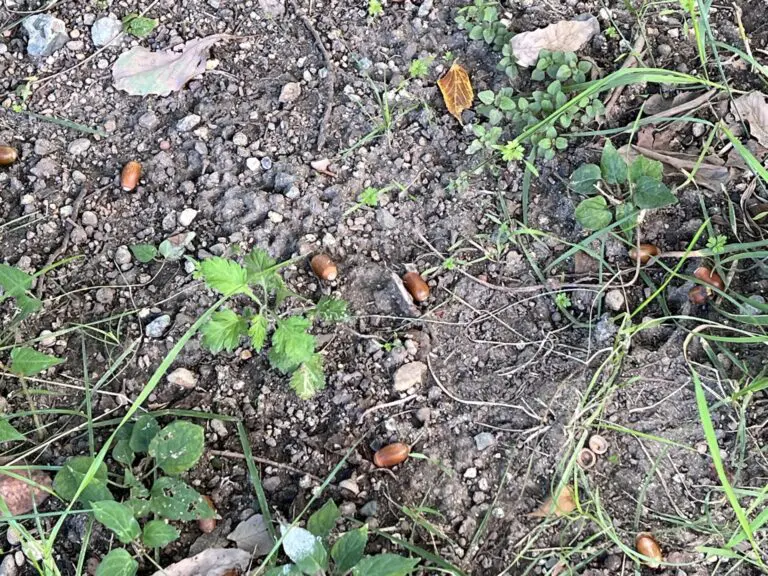 吹田市　どんぐり広場