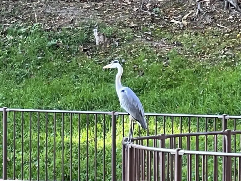 吹田市　佐竹公園