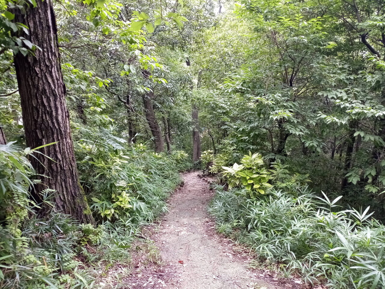 耳原公園の様子 14